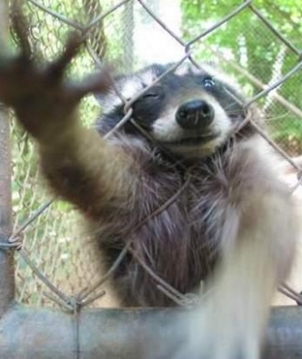 image of Raccoon Climbing Fence